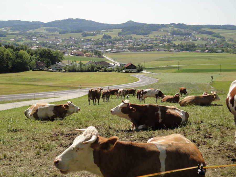 Kühe auf der Weide - Höcknerhof