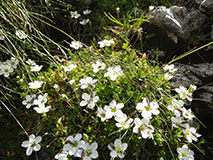 Alpenblumen