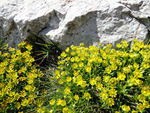 Alpenflora